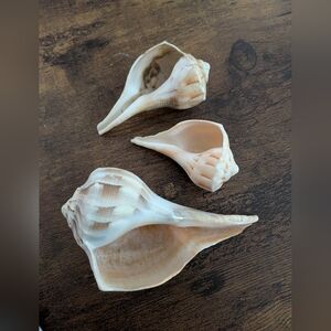Natural Atlantic Seashells - Set Of 3